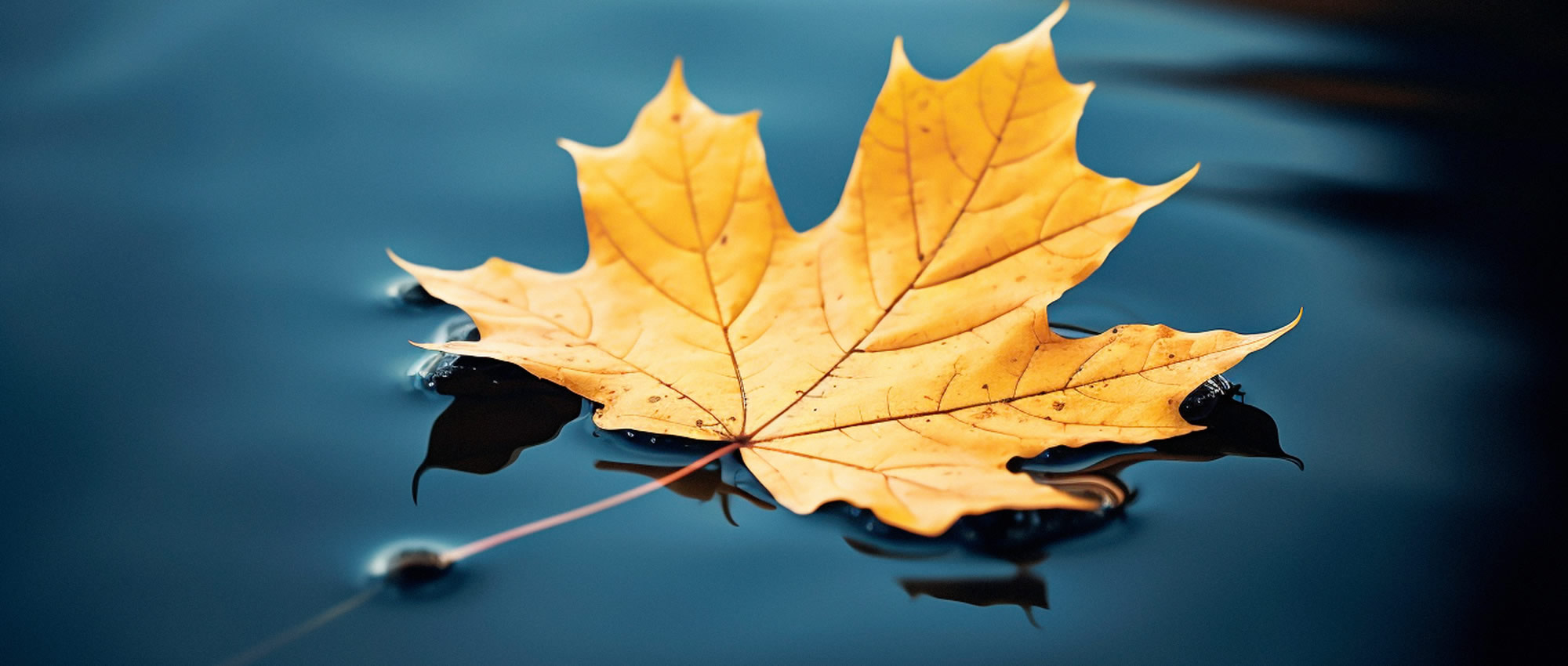 The Dhakal Events & Media Co